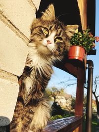 Portrait of cat sitting outdoors