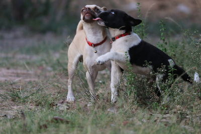 View of dog on field