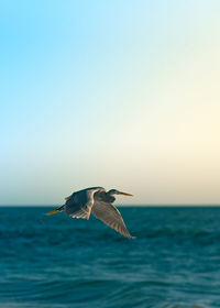 Bird flying over sea against clear sky