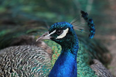 Close-up of a peacock