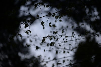 Low angle view of plants against sky