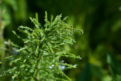 Close-up of raindrops on plant