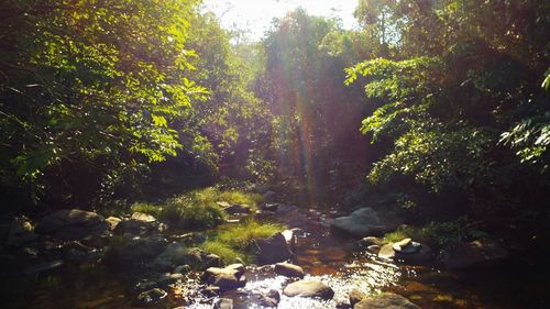 Scenic view of waterfall in forest