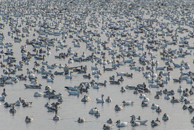 Flock of geese on frozen lake