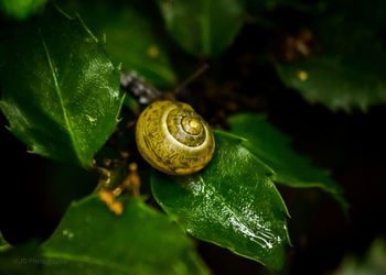 Close-up of snail on leaf
