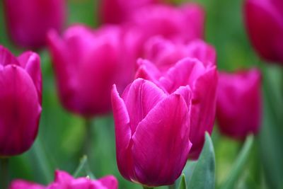 Close-up of pink flowers blooming outdoors