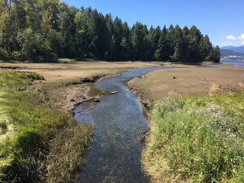 Scenic view of river amidst trees against sky