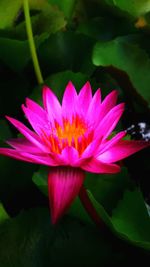 Close-up of pink lotus water lily