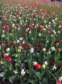 Close-up of poppies blooming on field