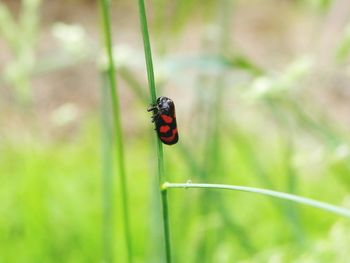 Close-up of ladybug on grass