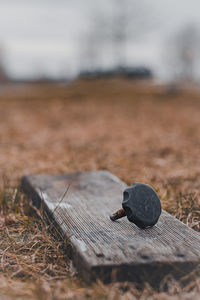 High angle view of coffee beans on field