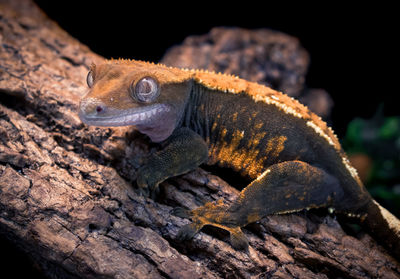 Close-up of lizard