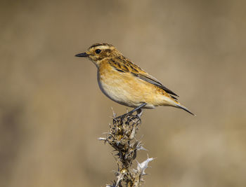 Close-up of bird perching on twig