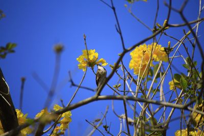 Close-up of yellow flowers against blue sky