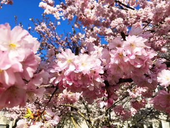 Close-up of cherry blossom tree