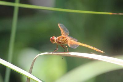 Close-up of insect