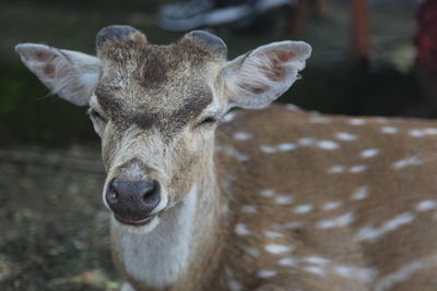 Portrait of deer