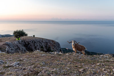 Sheep on rock at shore against sky during sunset