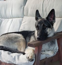 High angle view of dog resting on bed at home