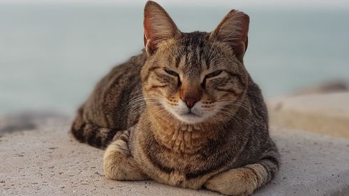 Close-up of a cat