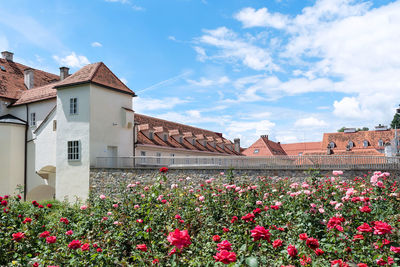 Flowering plants by building against sky