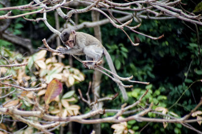 Monkey on tree branch