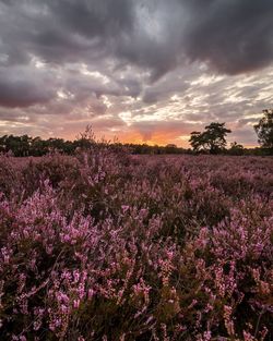 Scenic view of flowering plants on field against sky during sunset