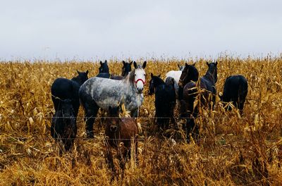 Horses on farm against sky