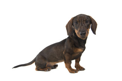 Portrait of dog sitting against white background