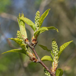 Close-up of flower buds growing outdoors