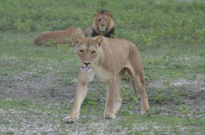 Full length of a cat walking on field