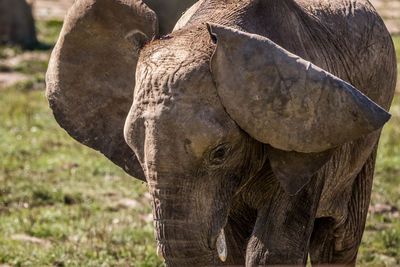 Close-up of elephant on land