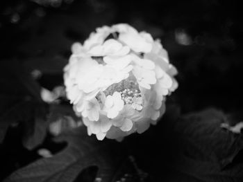 Close-up of flowers blooming outdoors