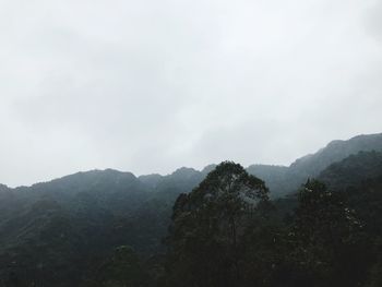 Trees on mountain against sky