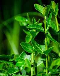 Close-up of raindrops on leaves