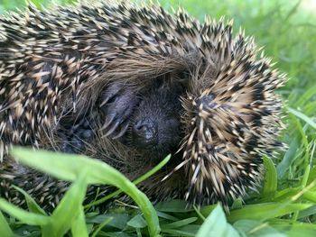 porcupine