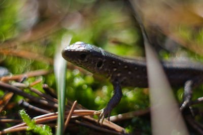 Close-up of lizard