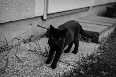 Portrait of cat sitting outdoors