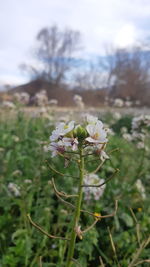 Close-up of white flowering plant on field