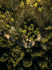 High angle view of trees in forest