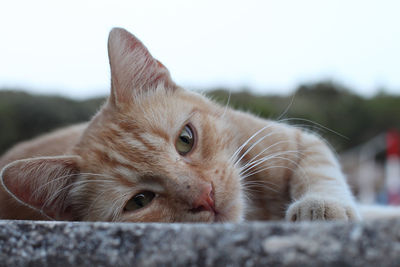 Close-up of cat against sky