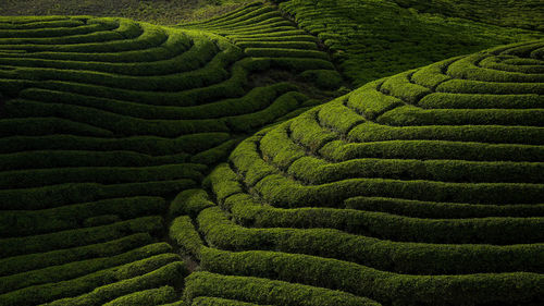 Full frame shot of agricultural field