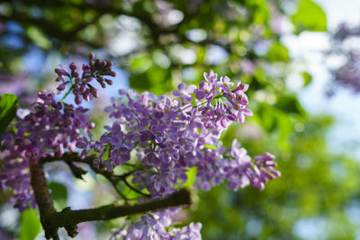 Close-up of purple flowering plant