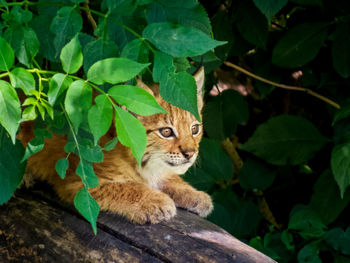 Portrait of a lynx cub