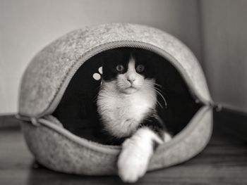 Close-up portrait of a cat