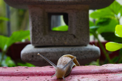 Close-up of snail on pot plant peeking out. 