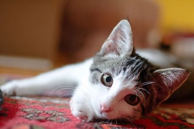 Close-up portrait of a cat