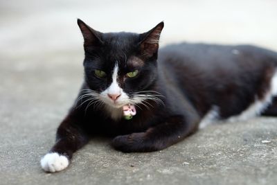 Close-up portrait of a cat