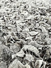 Full frame shot of leaf