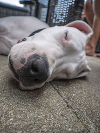 Close-up of dog sleeping